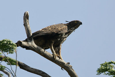 Changeable Hawk Eagle (Spizaetus cirrhatus ceylanensis)