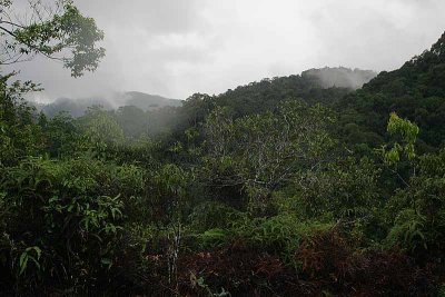 Sinharaja Rain Forest.