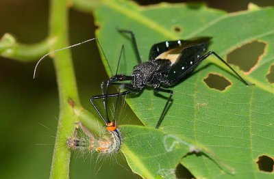 Assassin bug with victim