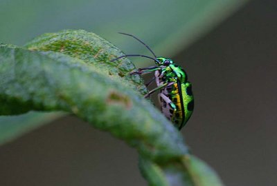 Colourful Bug