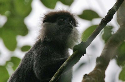 Purple-faced Leaf Monkey -endemic