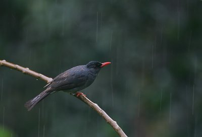 Black Bulbul ( Hypsipetes leucocephalus humii) in the rain