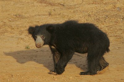 Sloth Bear (Melursus ursinus)