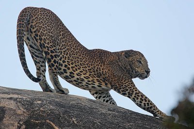 Sri Lankan leopard (Panthera pardus kotiya),