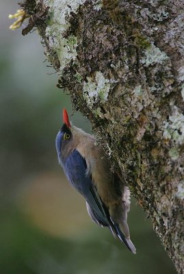 Velvet-fronted Nuthatch (Sitta frontalis)