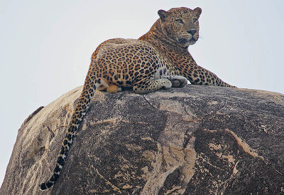 Leopard male