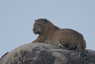 Leopard male