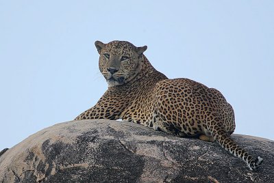 Leopard male