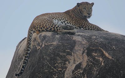 Leopard male