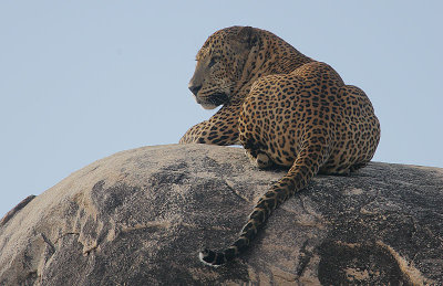 Leopard male