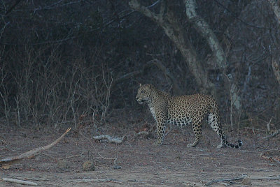 Leopard male