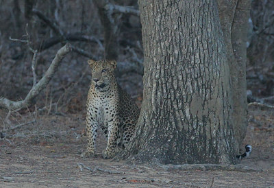 Leopard male