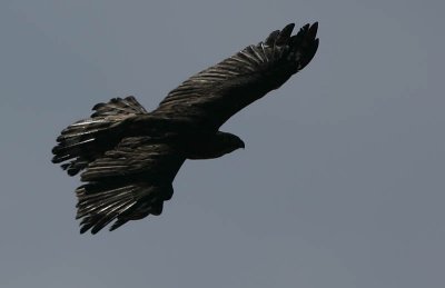 CHANGEABLE HAWK EAGLE (Spizaetus cirrhatus ceylanensis)