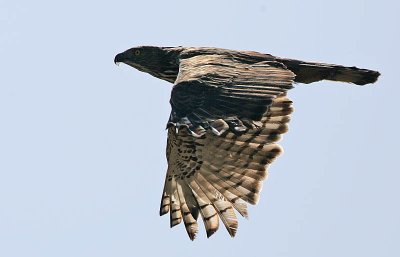 CHANGEABLE HAWK EAGLE (Spizaetus cirrhatus ceylanensis)