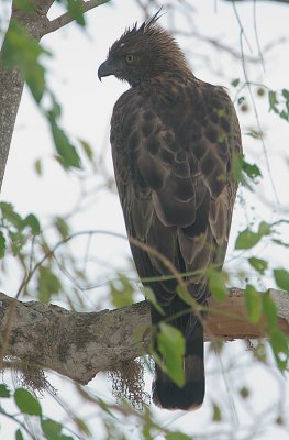 CHANGEABLE HAWK EAGLE (Spizaetus cirrhatus ceylanensis)