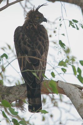 Changeable  Hawk  Eagle (Spizaetus cirrhatus ceylanensis)