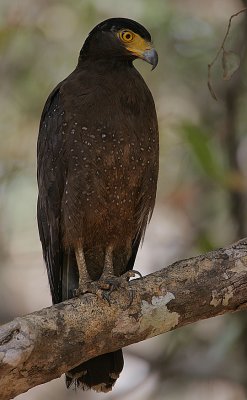 Crested Serpent Eagle (Spilornis cheela spilogaster)