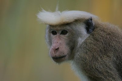 Toque Macaque (Macaca sinica opisthomelas)