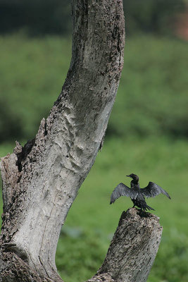 Roosting Little Cormorant
