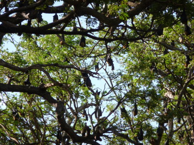 Roosting Flying Foxes