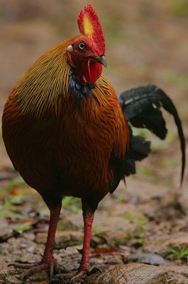 Ceylon Junglefowl (Gallus lafayetii) Male