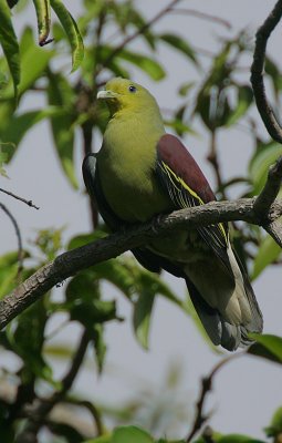 Sri Lanka Green Pigeon (Treron pompadora)