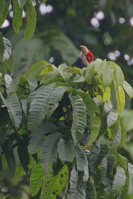 Red-faced Malkoha (Phaenicophaeus pyrrhocephalus)