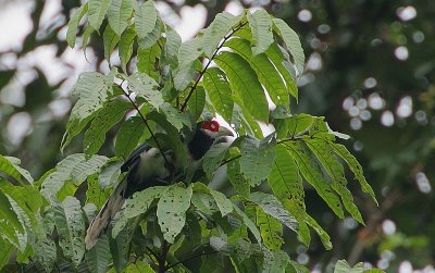 Red-faced Malkoha (Phaenicophaeus pyrrhocephalus)