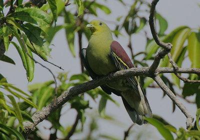 Sri Lanka Green Pigeon (Treron pompadora) Male