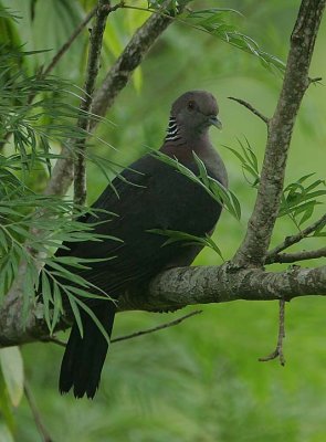 Sri Lanka Wood Pigeon (Columba torringtoni)