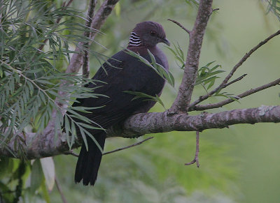 Sri Lanka Wood Pigeon (Columba torringtoni)