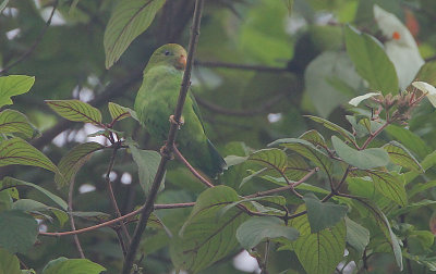 Sri Lanka Hanging Parrot (Loriculus beryllinus)