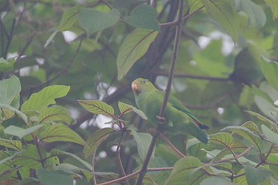 Sri Lanka Hanging Parrot (Loriculus beryllinus)