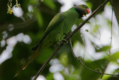 Layard's Parakeet (Psittacula calthropae)