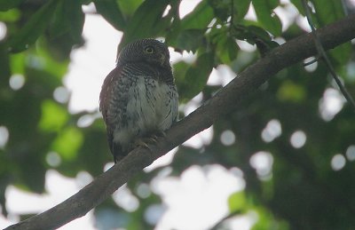 Chestnut-backed Owlet  (Glaucidium castanonotum)