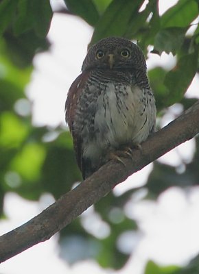 Chestnut-backed Owlet  (Glaucidium castanonotum)