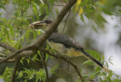 Ceylon Grey Hornbill (Ocyceros gingalensis)