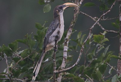 Ceylon Grey Hornbill (Ocyceros gingalensis)