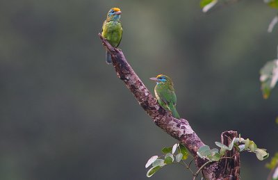Yellow-fronted Barbet (Megalaima flavifrons)