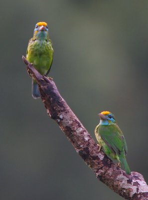 Yellow-fronted Barbet (Megalaima flavifrons)