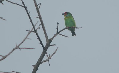 Ceylon Small Barbet (Megalaima rubricapillus)