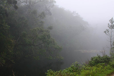 Arenga pool in the mists of dawn