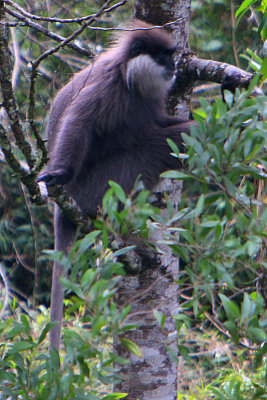 Bear Monkey (Trachypithecus vetulus monticola)
