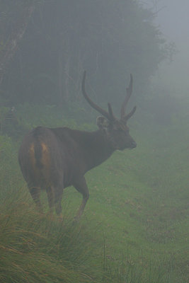 Sambar in the mist