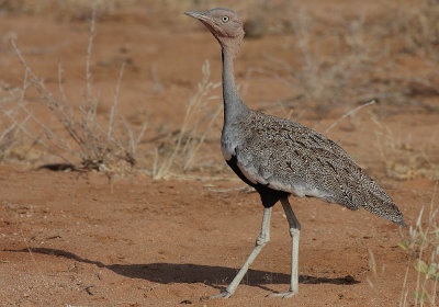 Buff-crested Bustard (Eupodotis gindiana)