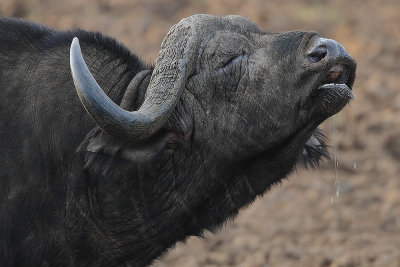 Cape Buffalo (Syncerus caffer) Bull
