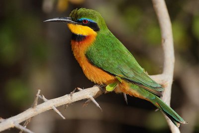 Little Bee-eater (Merops pusillus cyanostictus)