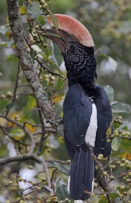 Silvery-cheeked Hornbill (Bycanistes brevis)