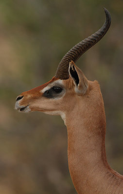 Gerenuk male (Litocranius walleri) headshot