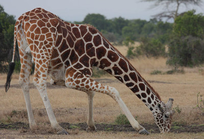 Reticulated Giraffe ( Giraffa camelopardalis reticulata) drinking